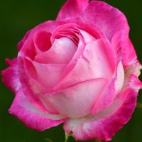 August 2017 – Rebekah S. Fiore